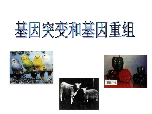 高二生物《基因突变和基因重组有什么特点和意义》详说课件