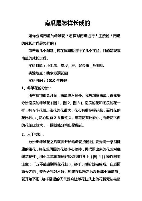 南瓜是怎样长成的