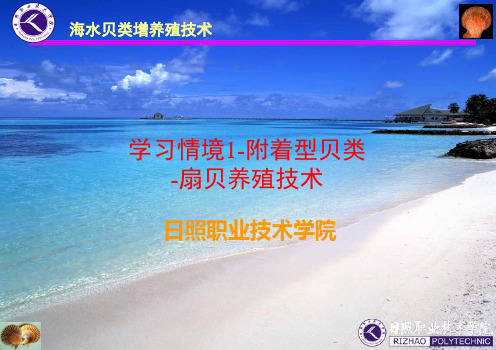 第3节 扇贝的养殖技术二.ppt
