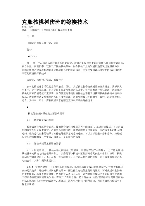 克服核桃树伤流的嫁接技术
