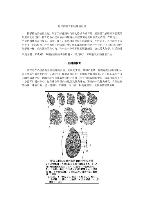 胚珠的发育和胚囊的形成