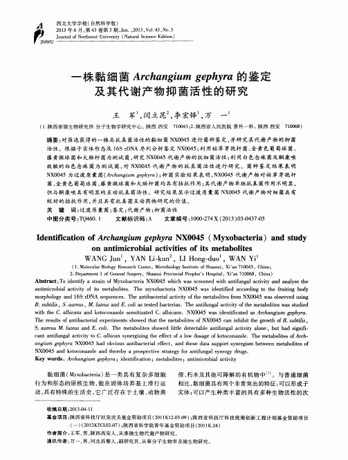 一株黏细菌Archangium gephyra的鉴定及其代谢产物抑菌活性的研究