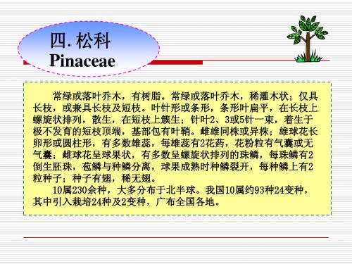 4.松科Pinaceae