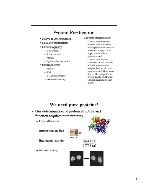 Protein purification