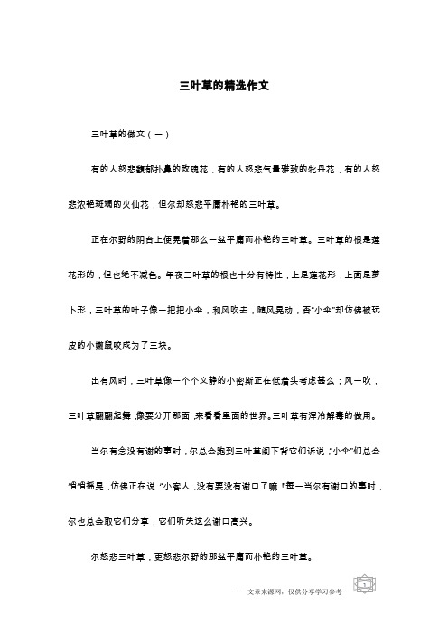 三叶草的精选作文