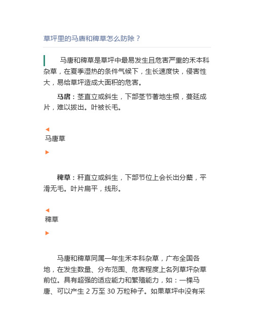 草坪里的马唐和稗草怎么防除【园林管理】