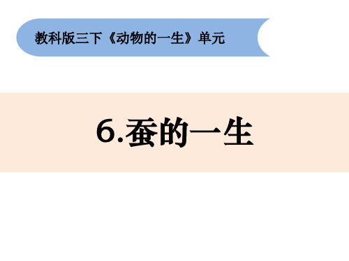 三年级下册科学课件 《蚕的一生》 教科版精品ppt