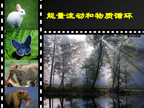精编课件高考生物一轮复习课件：能量流动和物质循环 (共22张PPT)