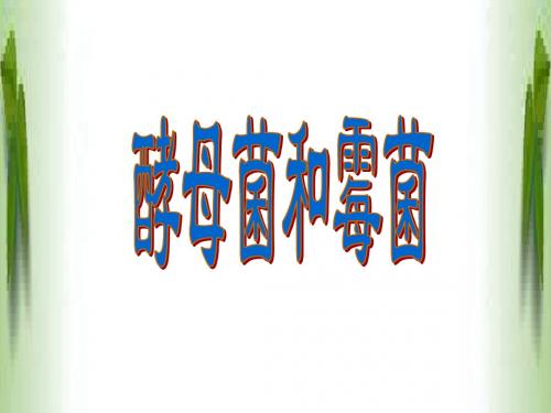 酵母菌和霉菌