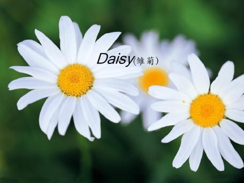英语花语ppt介绍