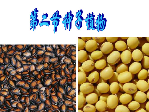 生物：1.2《种子植物》课件(人教版七年级上)