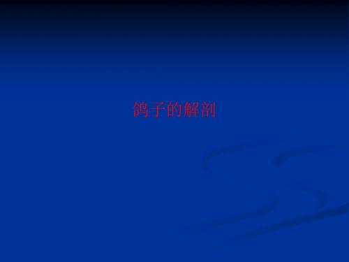 [课件]鸽子的解剖PPT
