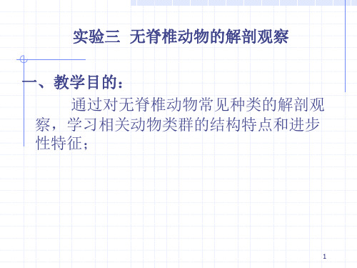 实验三无脊椎动物的解剖观察一、教学目的通过对无脊椎动