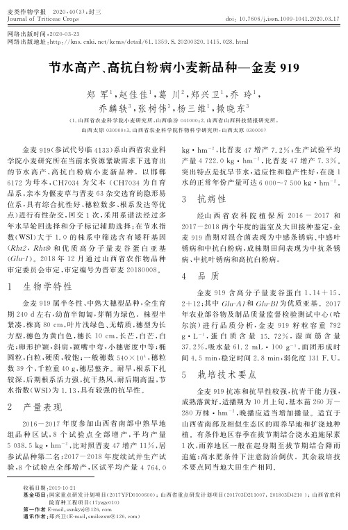 节水高产、高抗白粉病小麦新品种—金麦919
