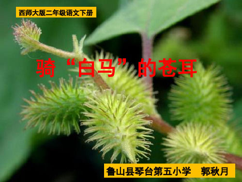 琴台五小郭秋月《骑白马的苍耳》