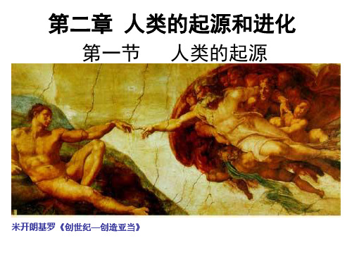 生物：5.2.1《人类的起源》课件(济南版八年级下)
