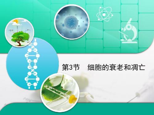 人教版高中生物必修1-6.3《细胞的衰老和凋亡》复习课件