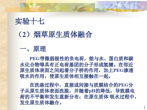 实验十七(2)烟草原生质体融合
