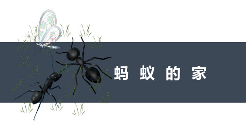 创意手工绘画《蚂蚁的家》  美术课件
