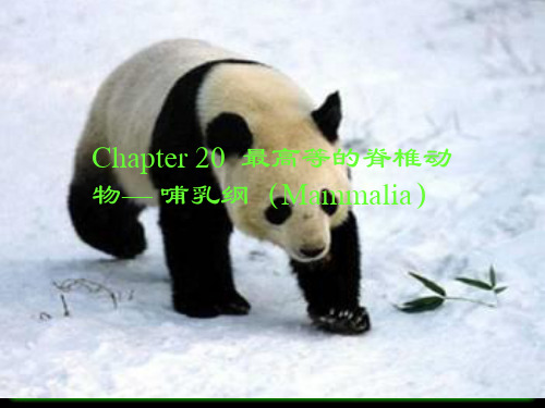 20-哺乳类