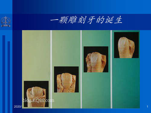 口腔解剖讲解 ppt课件