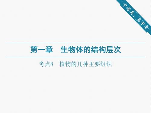 2020广东省中考生物复习课件 第一章-考点8 植物的几种主要组织