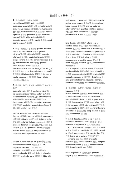 中英文解剖结构