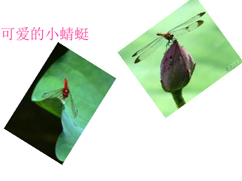 蜻蜓