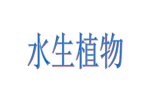 小学三年级上科学《观察水生植物》课件PPT9