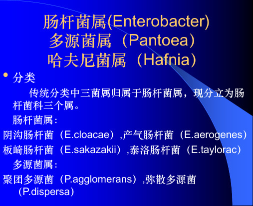 肠杆菌属(Enterobacter)