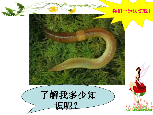 初中生物  节肢动物 人教版精品课件