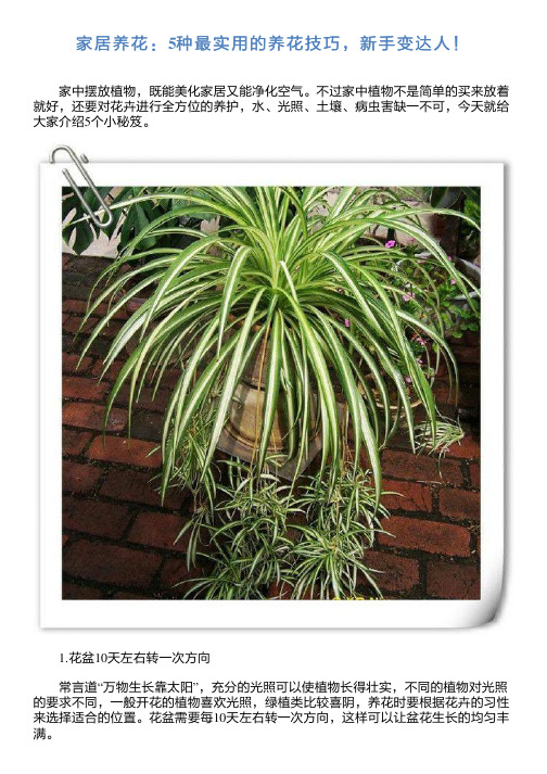 家居养花：5种最实用的养花技巧,新手变达人!