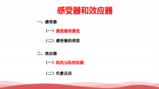 高中生物《感受器和效应器》优质课PPT课件