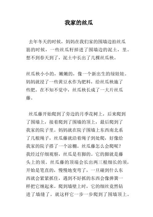 我家的丝瓜