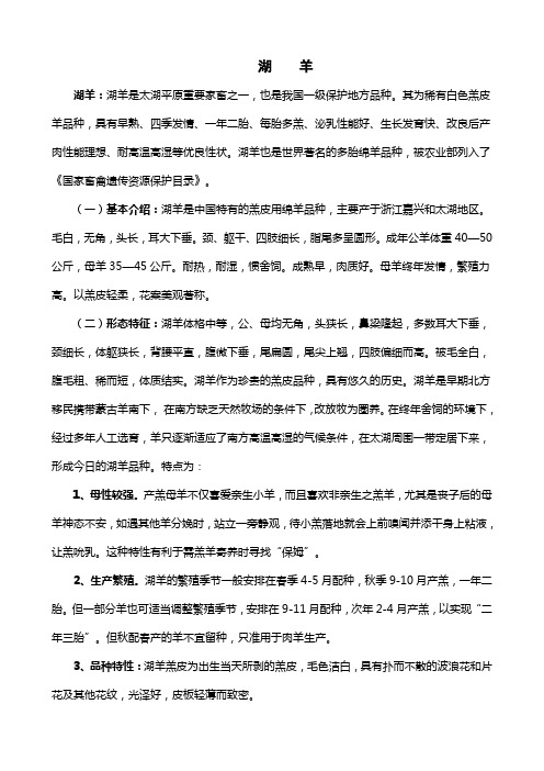 湖羊