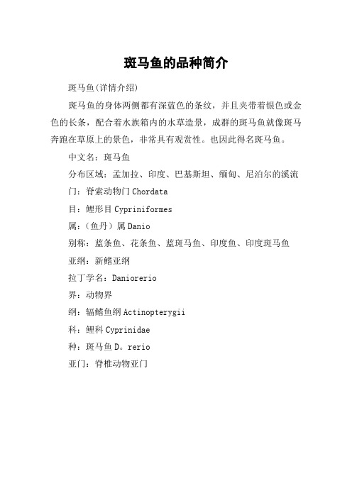 斑马鱼的品种简介