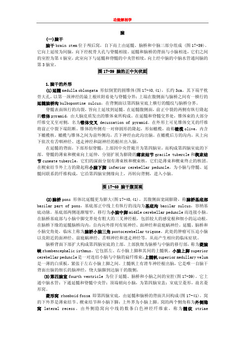 图 17-39 脑的正中矢状面
