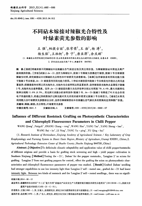 不同砧木嫁接对辣椒光合特性及叶绿素荧光参数的影响