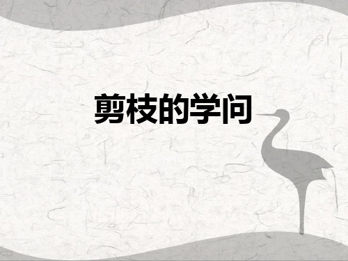 剪枝的学问 ppt课件