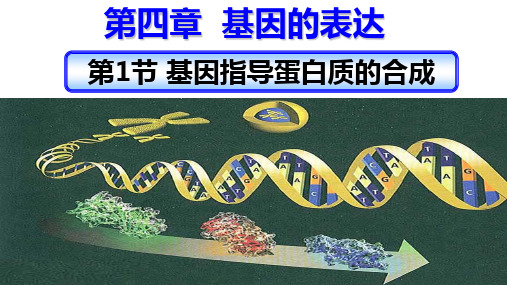 人教版必修二4.1.2基因指导蛋白质的合成--翻译24PPT