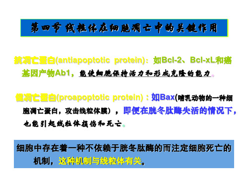 线粒体与细胞凋亡