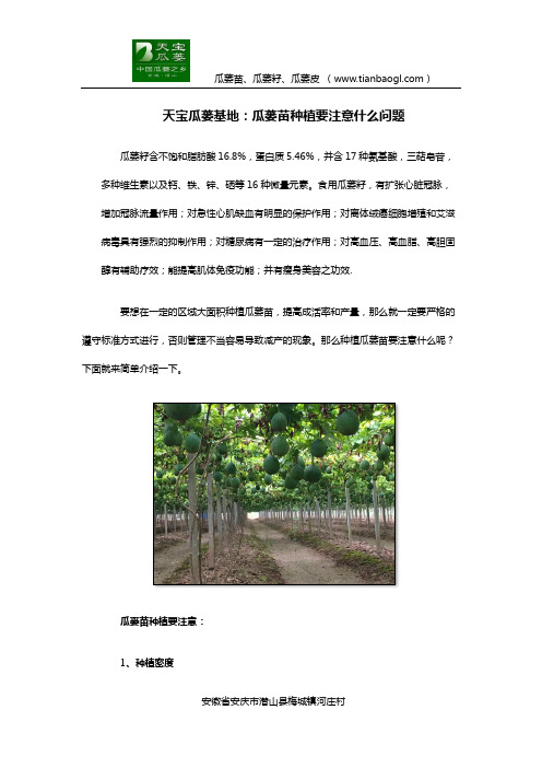 天宝瓜蒌基地：瓜蒌苗种植要注意什么问题