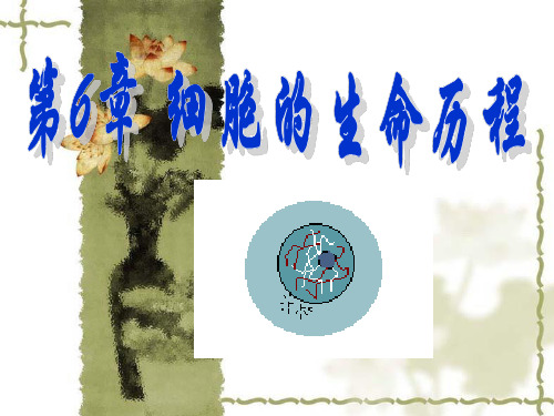 高中生物《细胞的增殖(3)》优质教学课件