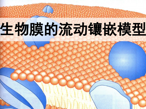 人教版《生物膜的流动镶嵌模型 》PPT课件12