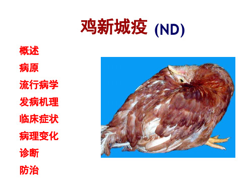 聊城大学农学院《禽病学》课件病毒病 第一节 ND