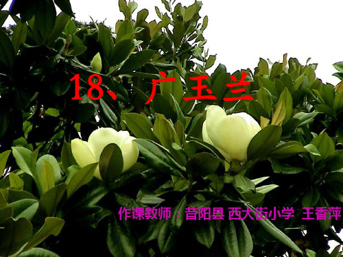 《广玉兰》2PPT课件