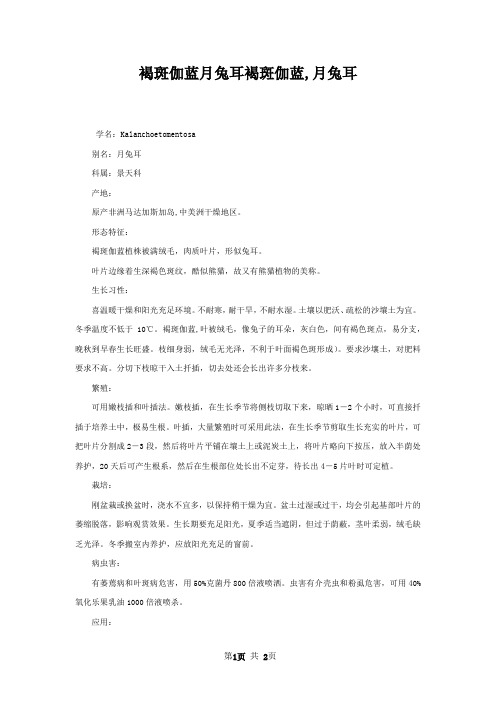 褐斑伽蓝月兔耳褐斑伽蓝,月兔耳