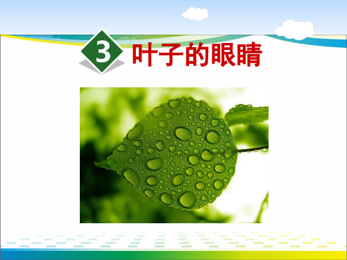 《叶子的眼睛》ppt课件【完美版课件】
