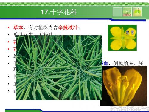 药用植物学与生药学 第12-章 -2