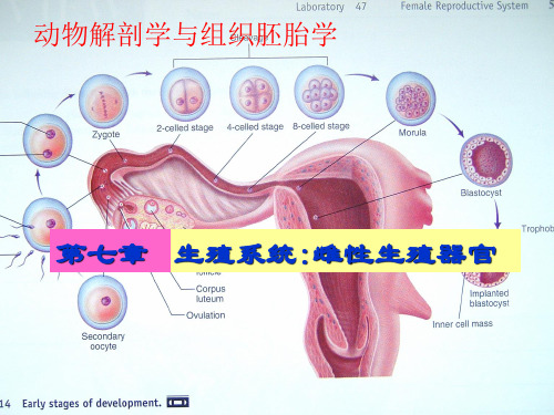 生殖系统雌性生殖器官  ppt课件
